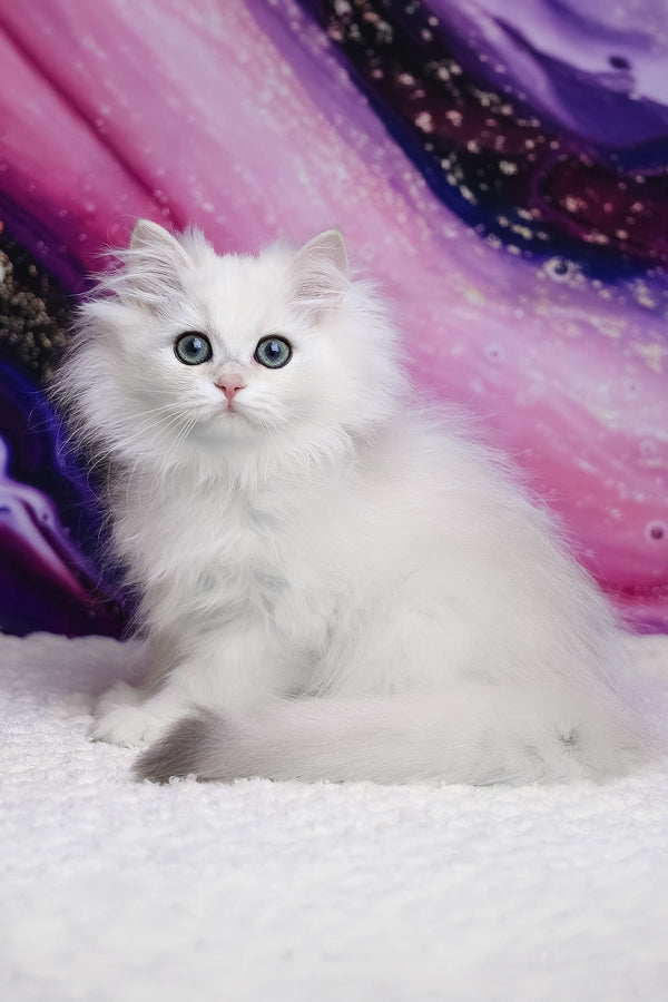 York | British Longhair Kitten