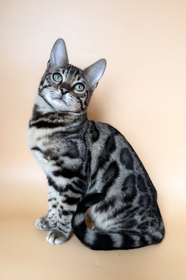 Yoshi | Bengal Kitten