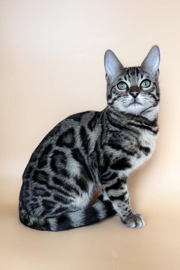 Yoshi | Bengal Kitten