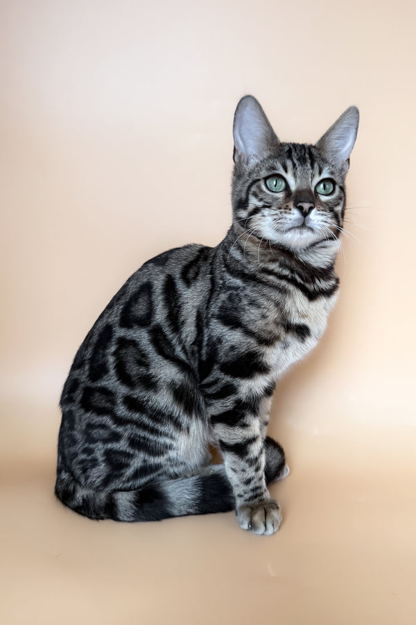 Yoshi | Bengal Kitten