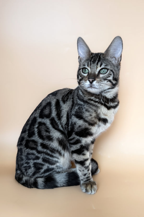 Yoshi | Bengal Kitten