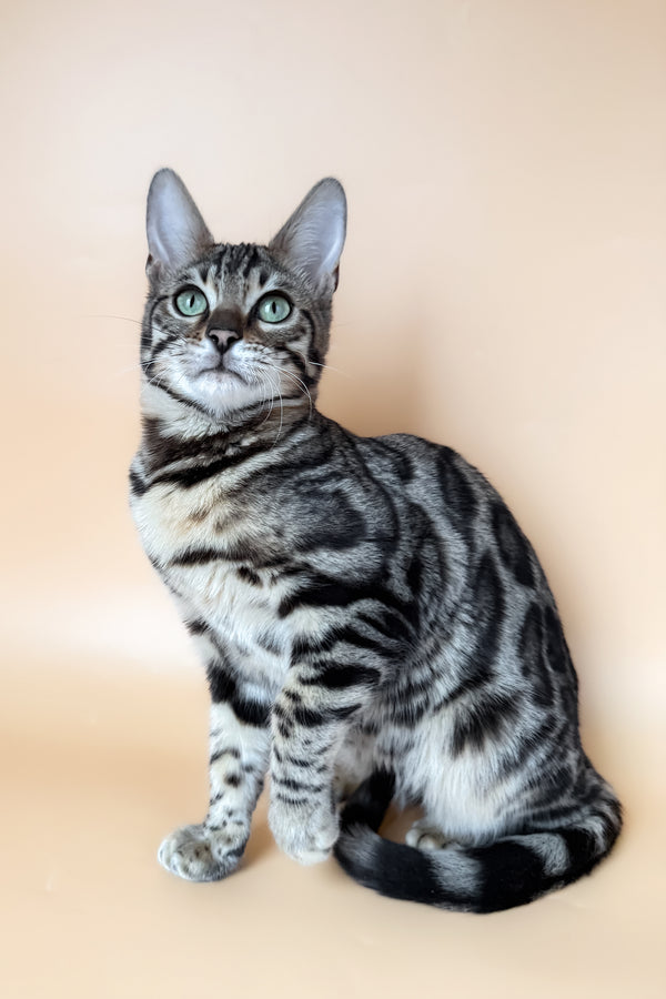 Yoshi | Bengal Kitten