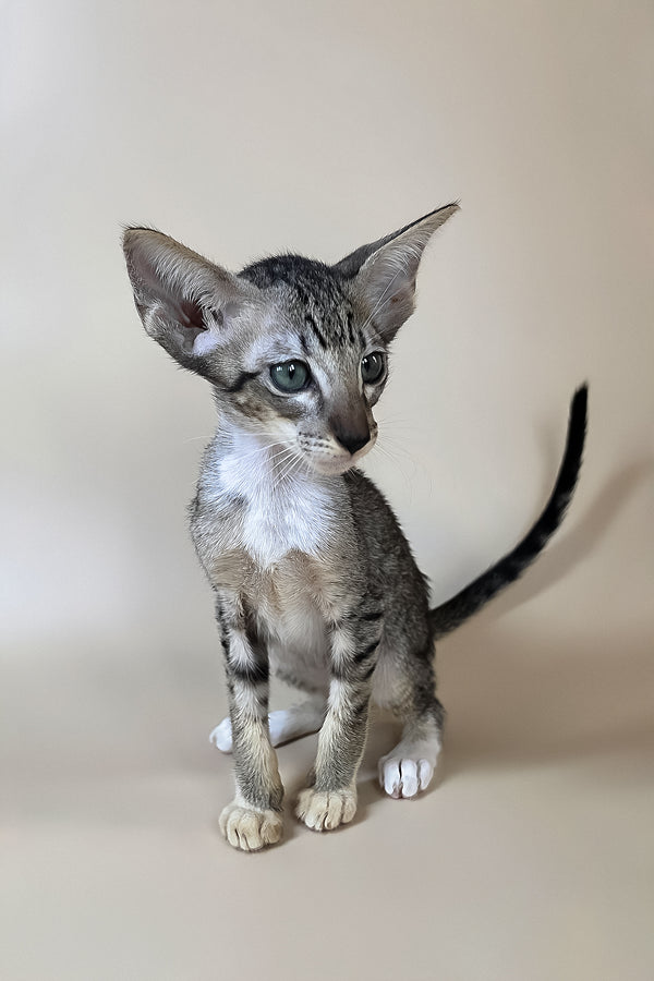 Yoshi | Oriental Shorthair Kitten