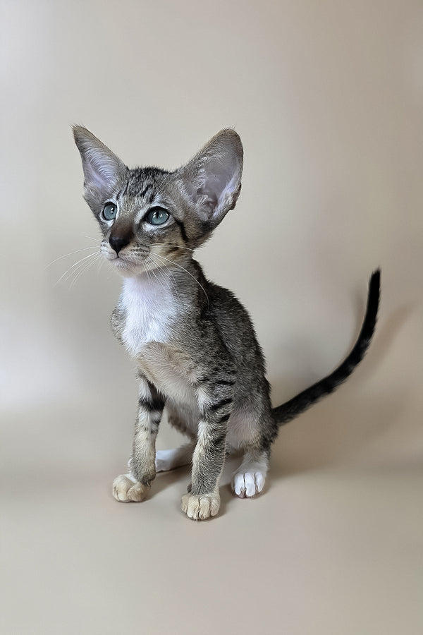 Yoshi | Oriental Shorthair Kitten