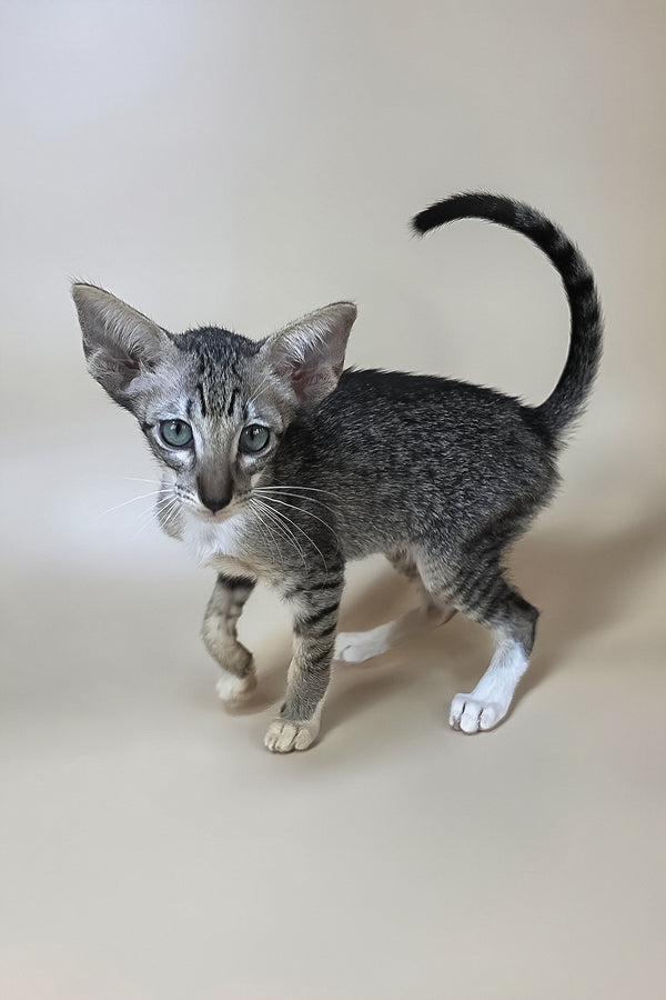 Yoshi | Oriental Shorthair Kitten