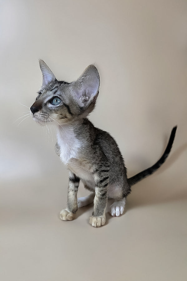 Yoshi | Oriental Shorthair Kitten