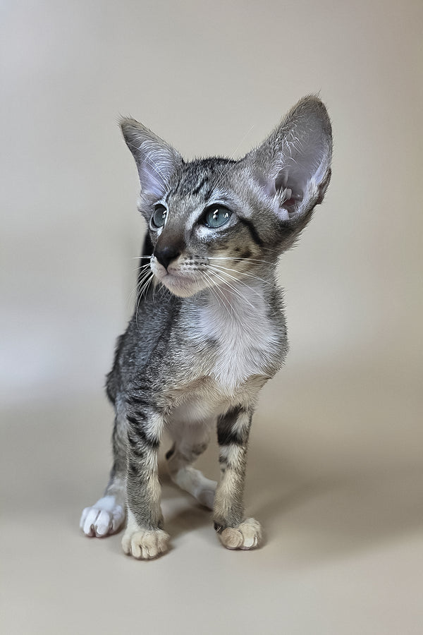 Yoshi | Oriental Shorthair Kitten