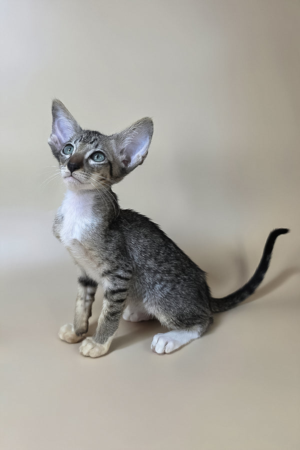 Yoshi | Oriental Shorthair Kitten
