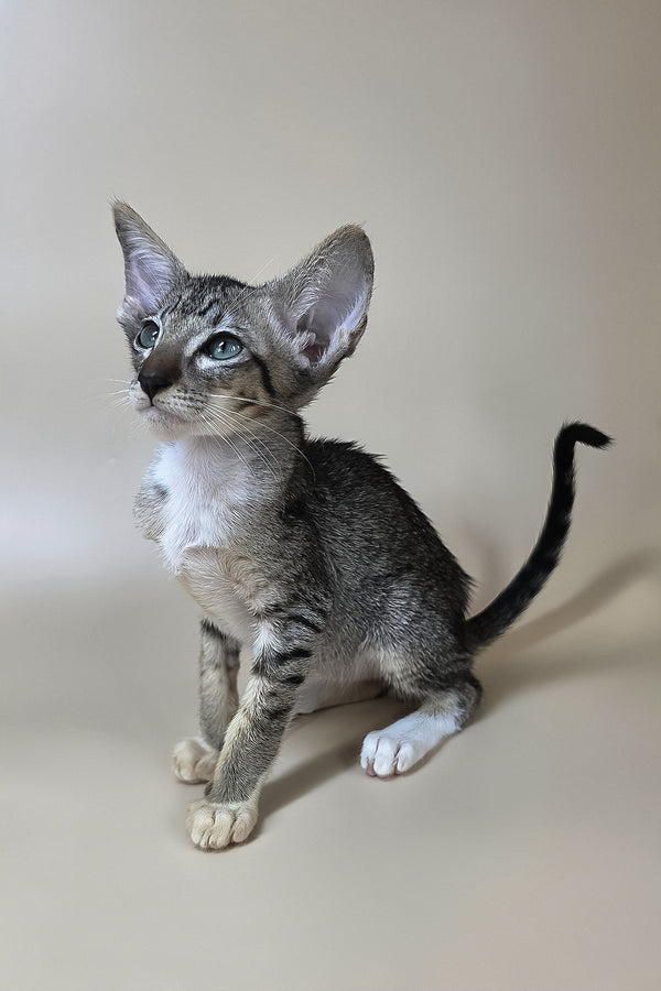 Yoshi | Oriental Shorthair Kitten
