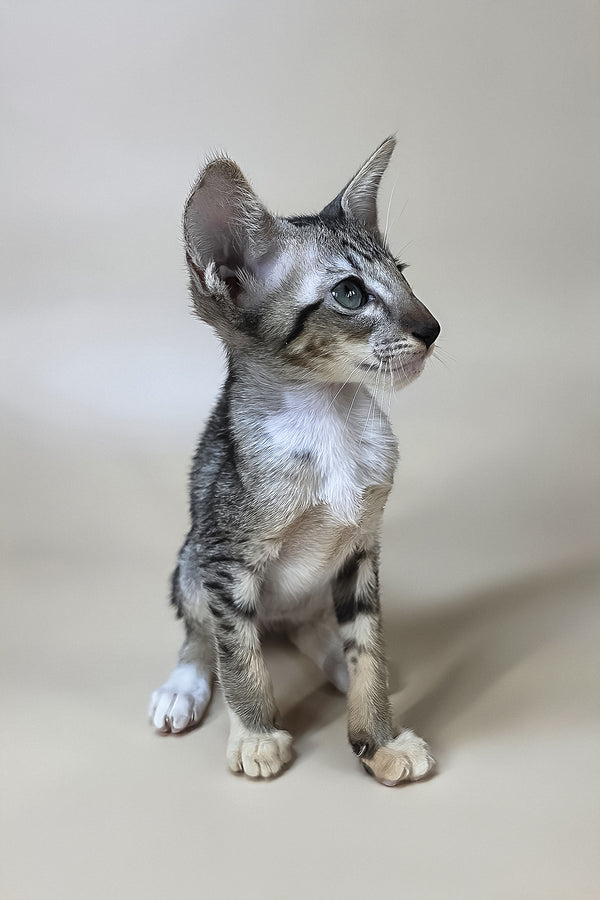 Yoshi | Oriental Shorthair Kitten