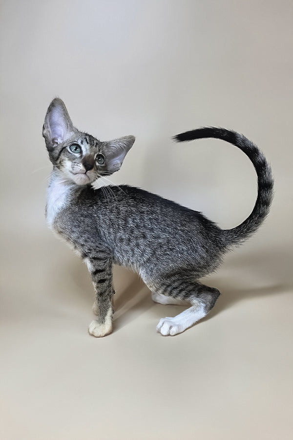 Yoshi | Oriental Shorthair Kitten