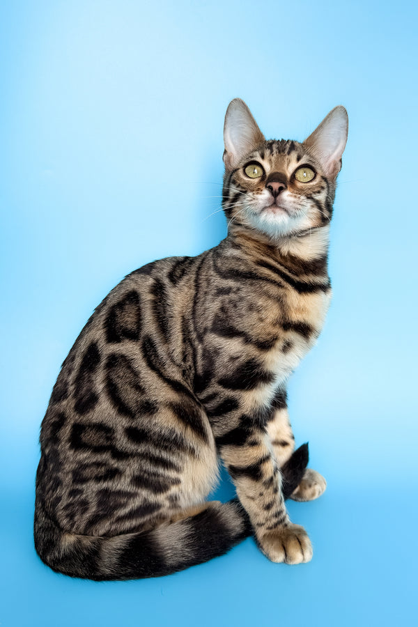 Yoshi | Bengal Kitten
