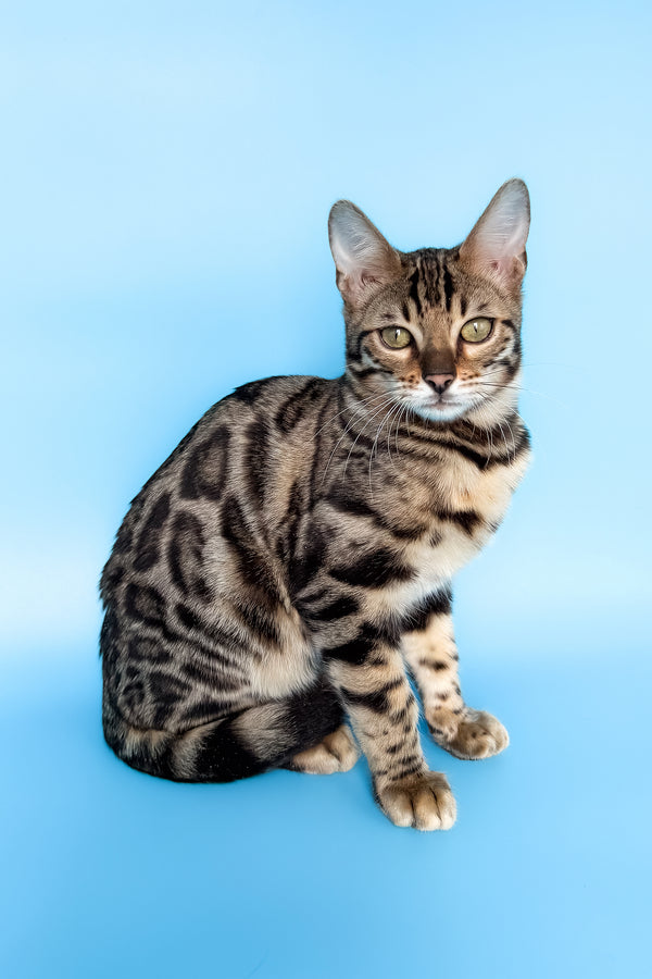 Yoshi | Bengal Kitten