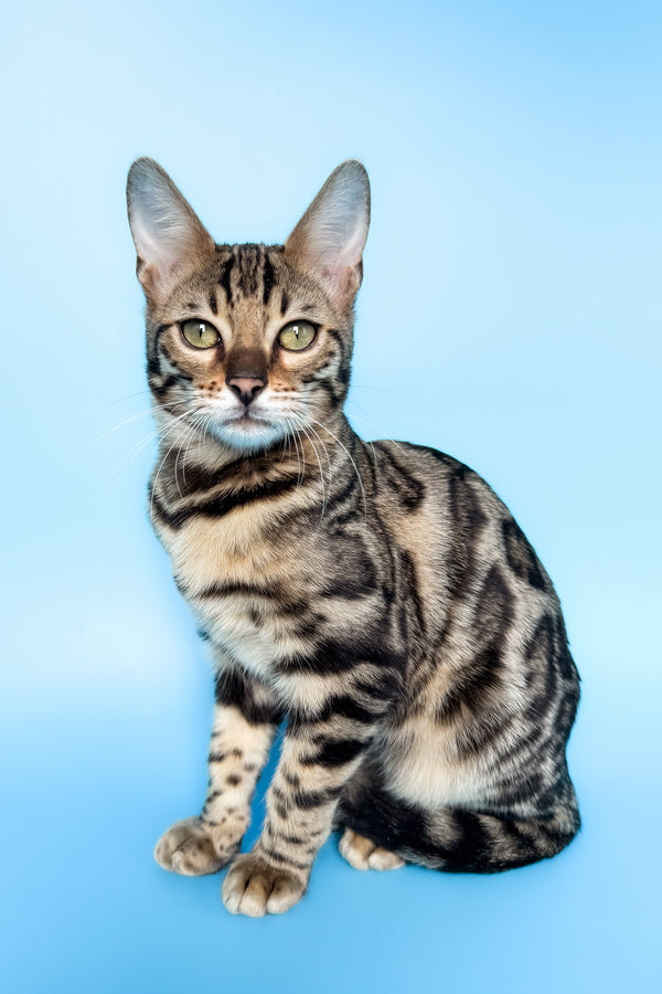 Yoshi | Bengal Kitten