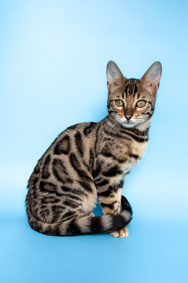 Yoshi | Bengal Kitten
