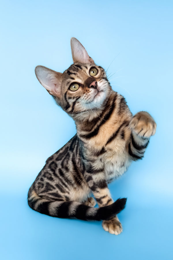 Yoshi | Bengal Kitten