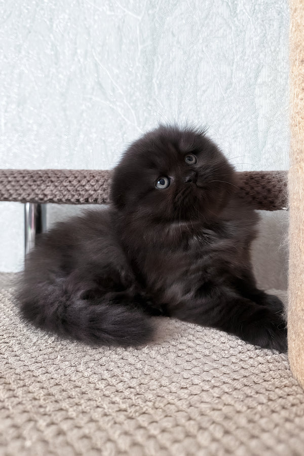 Yudjin | Scottish Fold Longhair Kitten