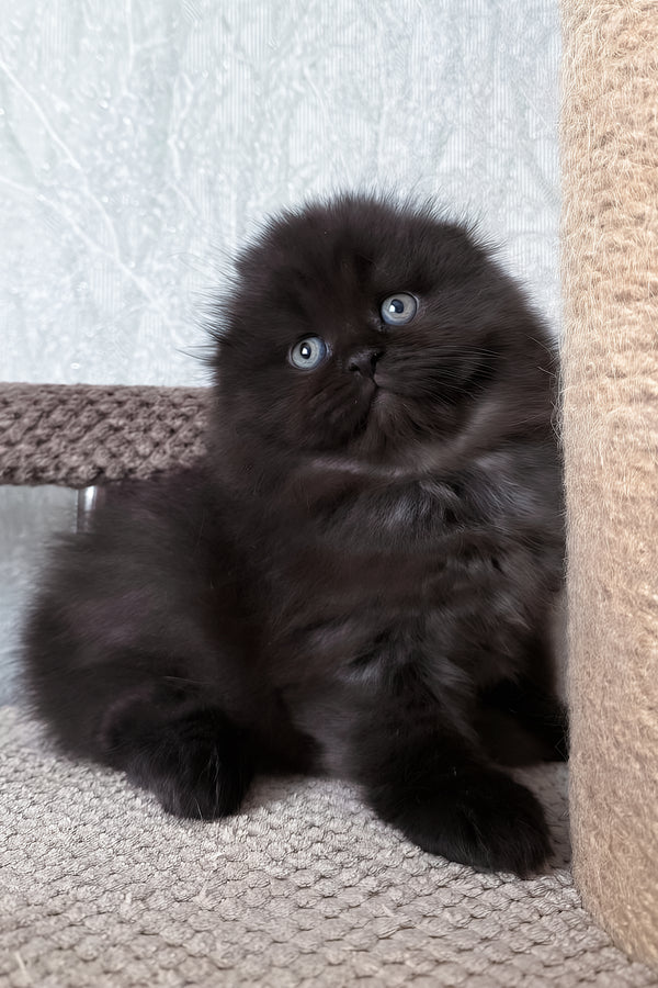 Yudjin | Scottish Fold Longhair Kitten