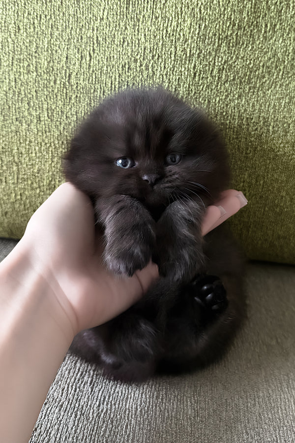 Yudjin | Scottish Fold Longhair Kitten