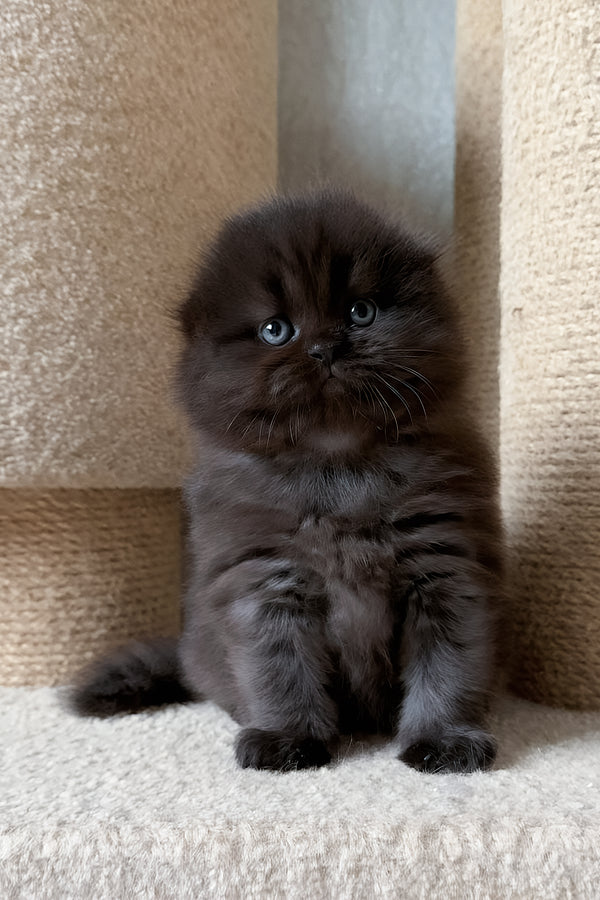 Yudjin | Scottish Fold Longhair Kitten