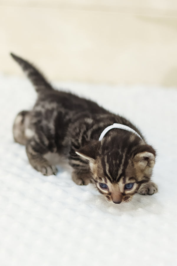 Yvonne | Bengal Kitten