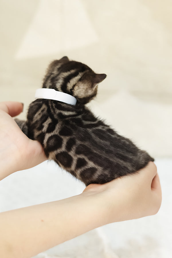 Yvonne | Bengal Kitten