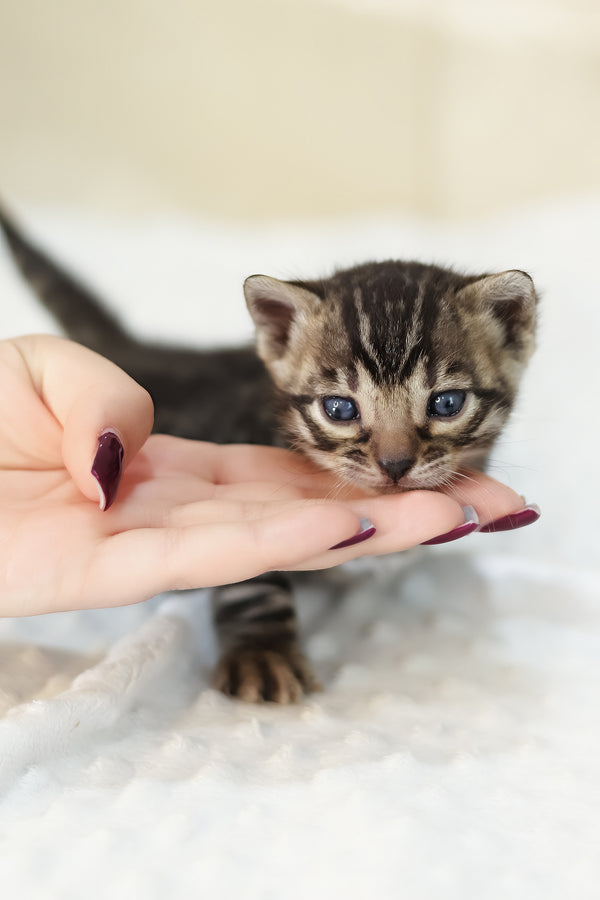 Yvonne | Bengal Kitten