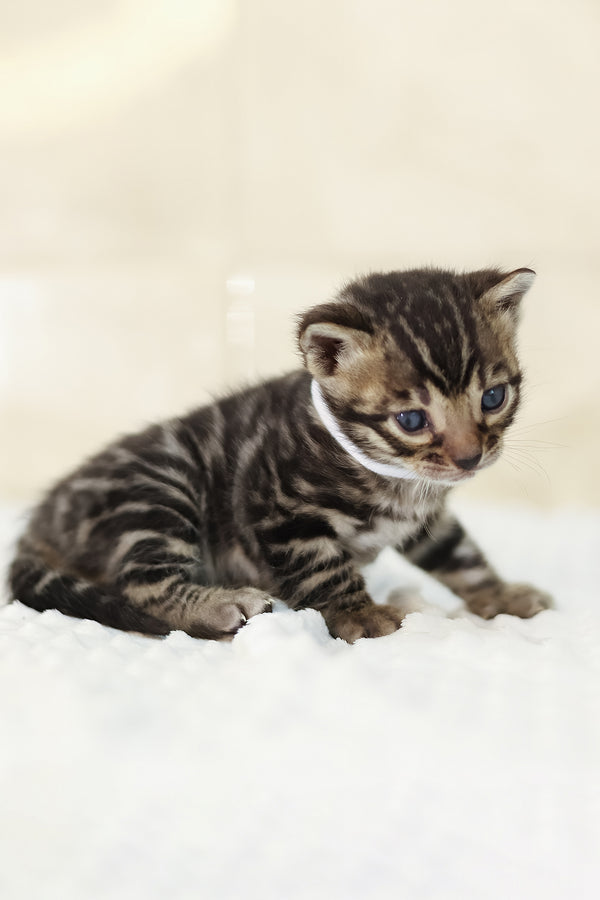 Yvonne | Bengal Kitten