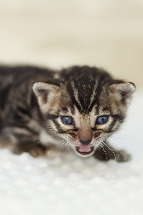 Yvonne | Bengal Kitten