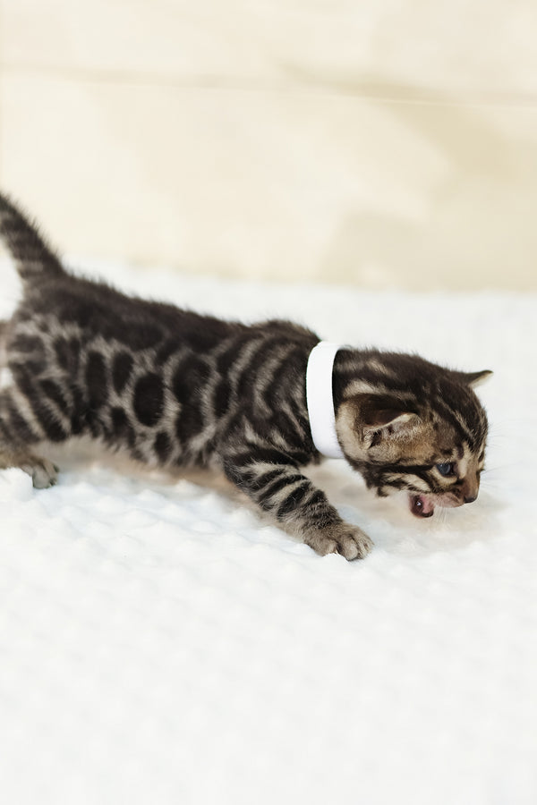 Yvonne | Bengal Kitten
