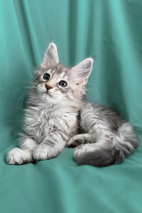 Zarga | Maine Coon Kitten