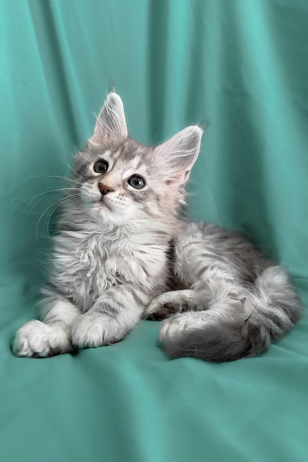 Zarga | Maine Coon Kitten