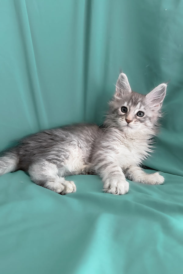 Zarga | Maine Coon Kitten