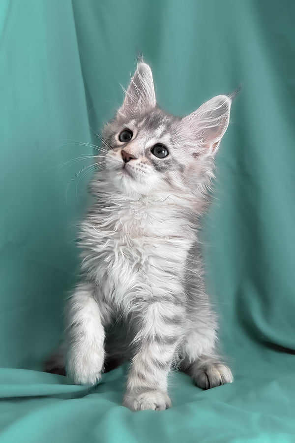 Zarga | Maine Coon Kitten
