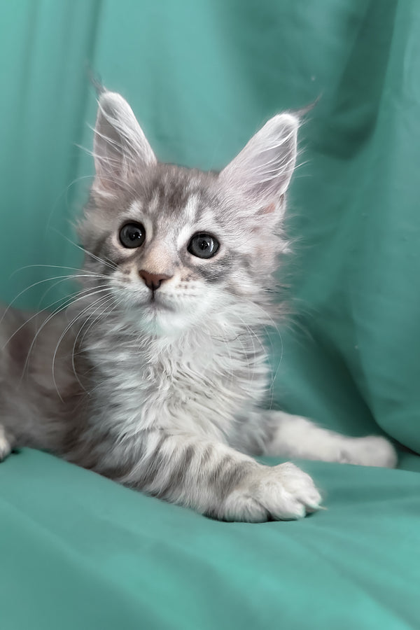 Zarga | Maine Coon Kitten