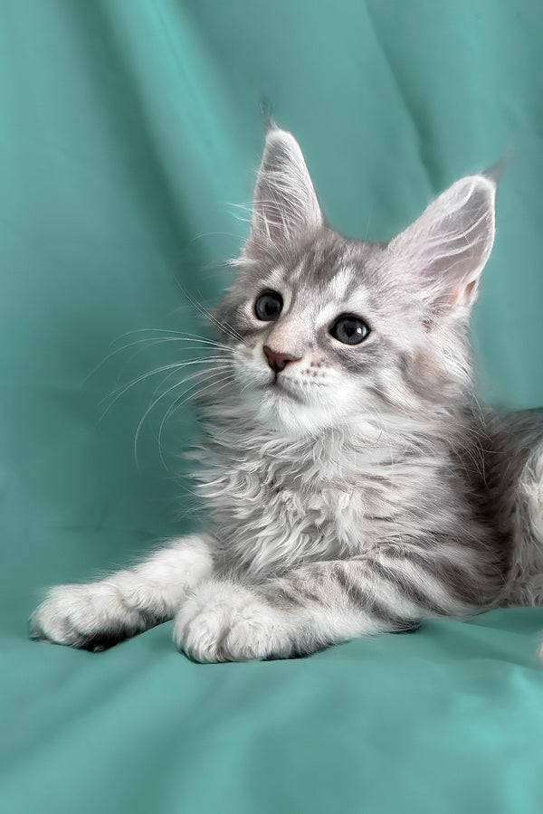 Zarga | Maine Coon Kitten