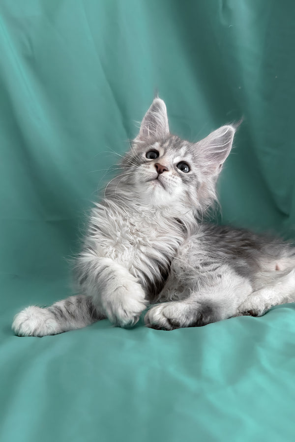 Zarga | Maine Coon Kitten