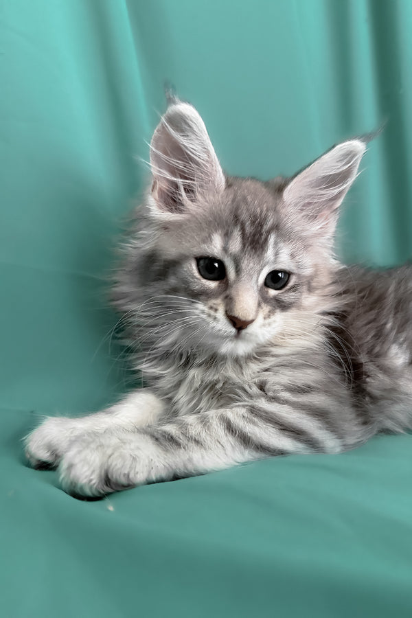 Zarga | Maine Coon Kitten