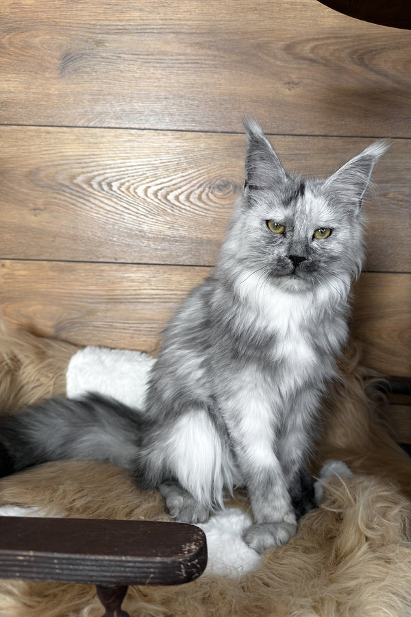 Zhaklin | Maine Coon Kitten