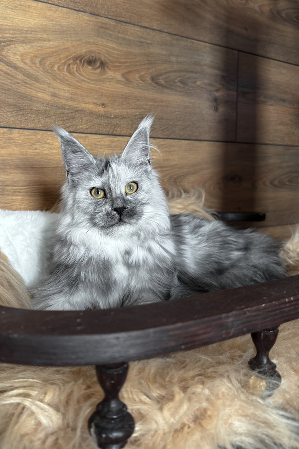 Zhaklin | Maine Coon Kitten
