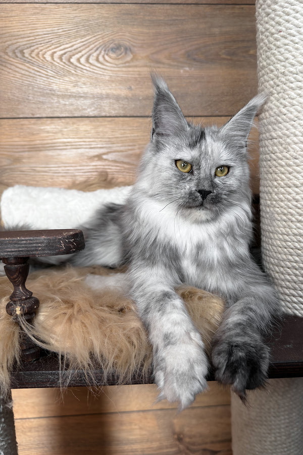 Zhaklin | Maine Coon Kitten
