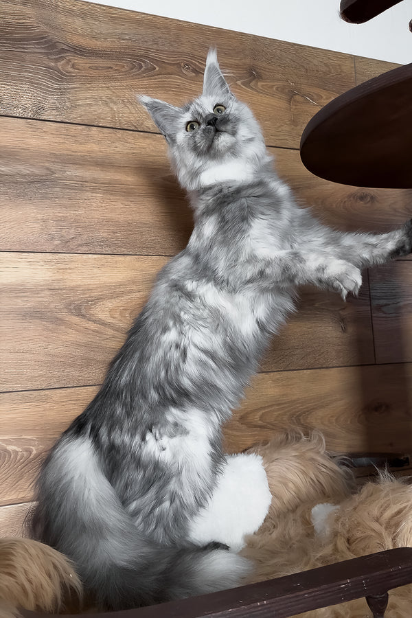 Zhaklin | Maine Coon Kitten