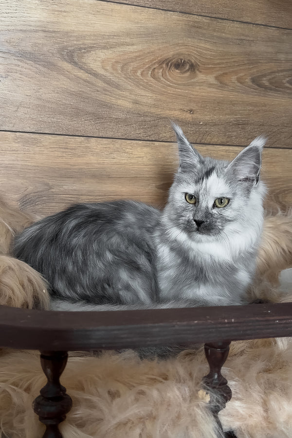 Zhaklin | Maine Coon Kitten