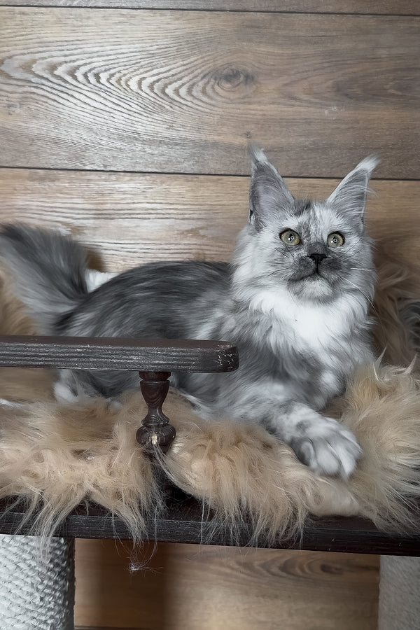 Zhaklin | Maine Coon Kitten