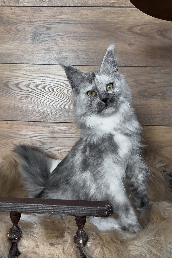 Zhaklin | Maine Coon Kitten