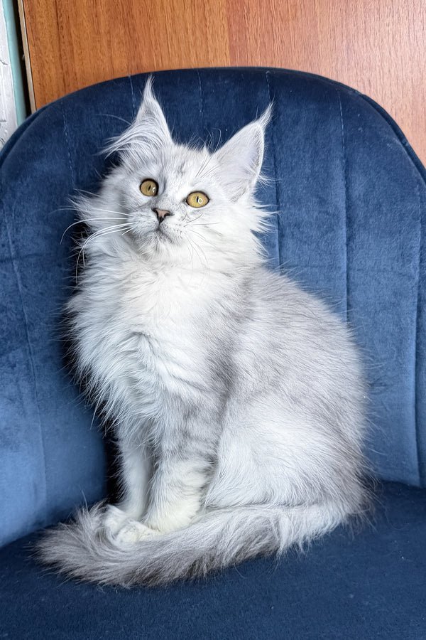 Zhasmine | Maine Coon Kitten