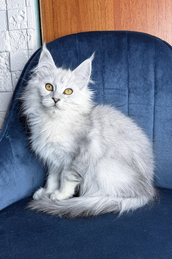 Zhasmine | Maine Coon Kitten