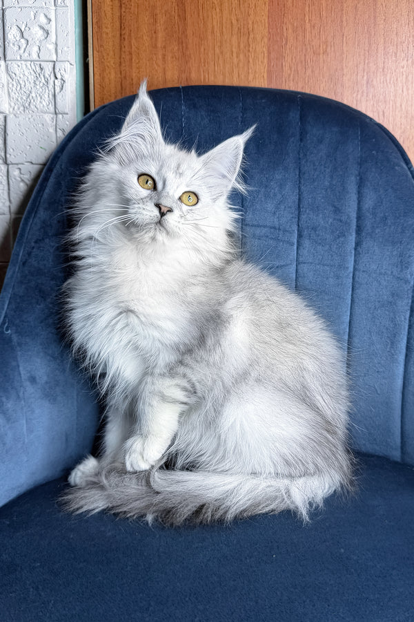 Zhasmine | Maine Coon Kitten