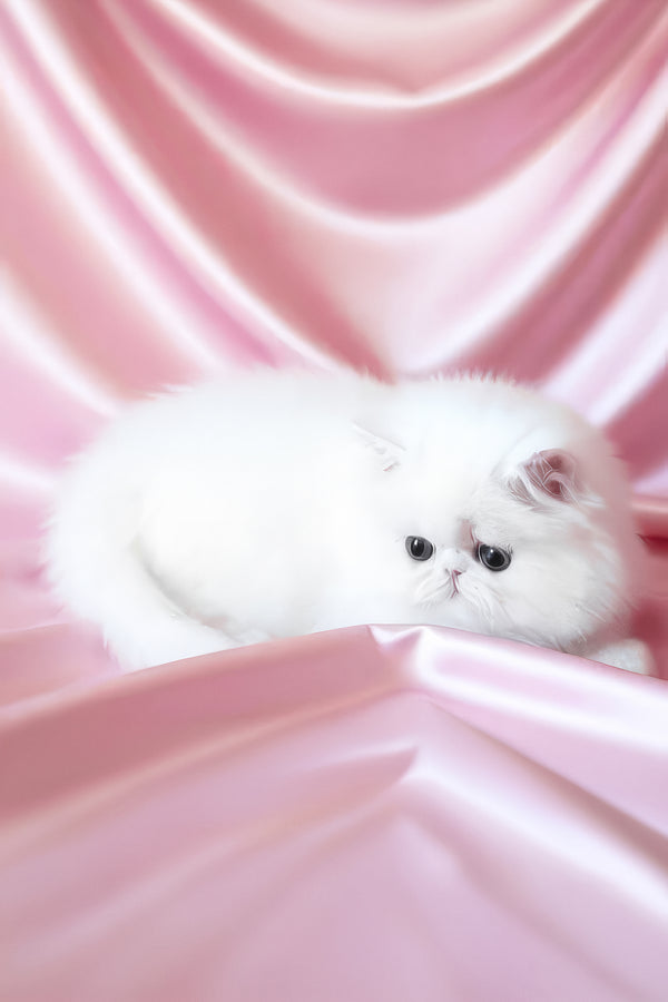 Zimushka | Persian Kitten