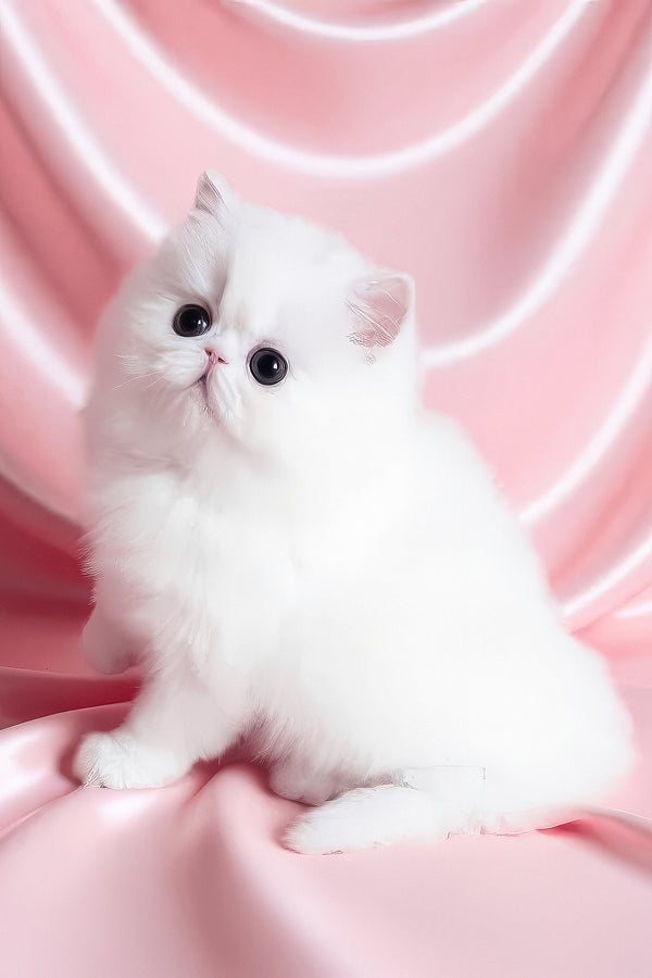 Zimushka | Persian Kitten